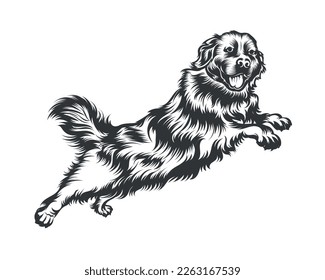 Bernese Mountain Dog Vector Illustration, Dog Vector Black on White Background