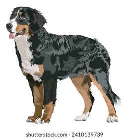 Ilustración vectorial del perro de montaña de Bernese aislado en un fondo transparente