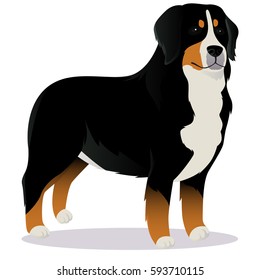 Bernese Mountain Dog Vector Illustration