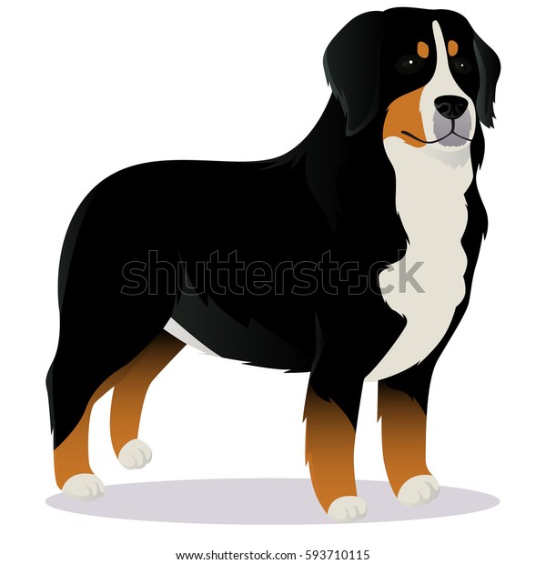 Bernese Mountain Dog Vector Illustration Stock Vector (Royalty Free ...