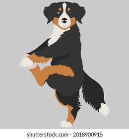 bernese mountain dog yoga exercise dog funny erry design vector illustration for use in design and print poster canvas
