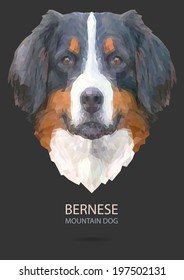 Bernese mountain vector polygon geometric