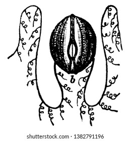 Beroe is a remarkable group that preys voraciously on other comb jellies, vintage line drawing or engraving illustration.