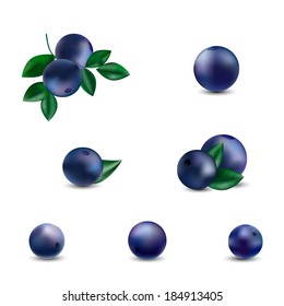 Berries of bilberry. Vector illustration.