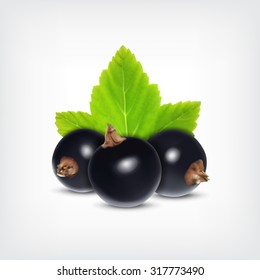 Berries of black currant with green leaf. Vector icon. EPS10