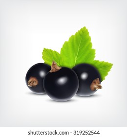 Berries of black currant with green leaf. Vector icon. EPS10