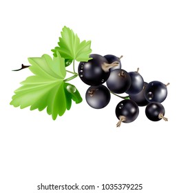 Berries of black currant with green leaves isolated on white background. Realistic vector illustration.