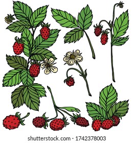 Berries, black line with color, vector, wild strawberry