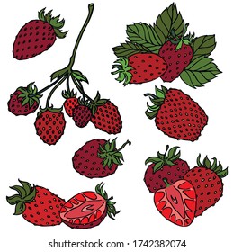 Berries, black line with color, vector, strawberry