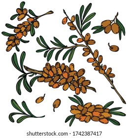 Berries, black line with color, vector, sea buckthorn