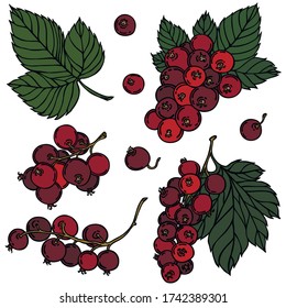 Berries, línea negra con color, vector, corriente roja