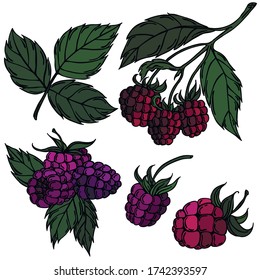 Berries, black line with color, vector, raspberries