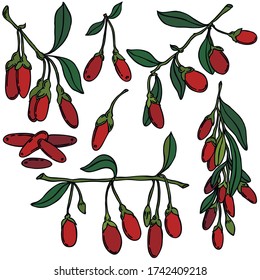 Beeren, schwarze Linie mit Farbe, Vektor, Goji-Beeren