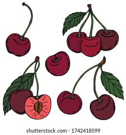 Berries, black line with color, vector, cherry