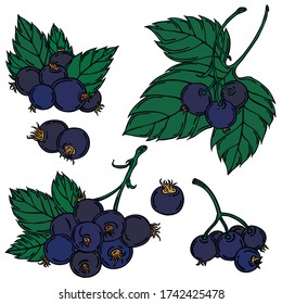 Berries, black line with color, vector, black currant
