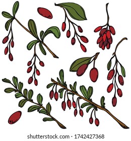 Berries, black line with color, vector, barberry