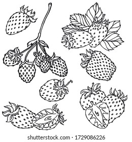 Berries, black line, white background, Strawberry,