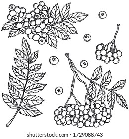 Berries, línea negra, fondo blanco, Rowan