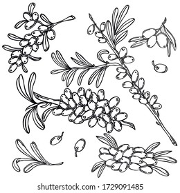 Berries, black line, white background, Sea buckthorn