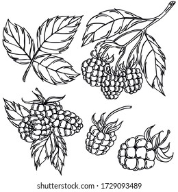 Berries, línea negra, fondo blanco, frambuesa