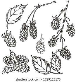 Berries, black line, white background, blackberry