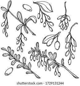 Berries, black line, white background, barberry