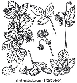 Beeren, schwarze Linie, weißer Hintergrund, wilde Erdbeere