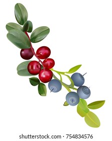 berries blueberries and cranberries