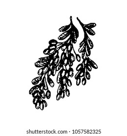 Berries  branch hand drawn illustration