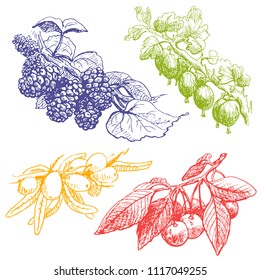 The berries branch set. Hand drawn,collection graphics sketch