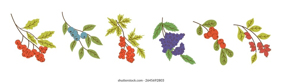Berries Branch Set em estilo de moda plana isolado no fundo branco. Suculento Floresta Berry, Viburnum, Blueberry, Elderberry, Rowan, Rosehip.  Bagas Frescas Comestíveis Selvagens. Coleção de frutos deliciosos maduros