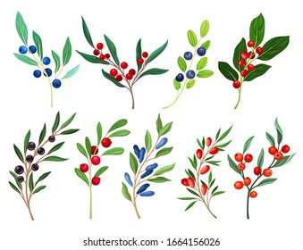 Berries Branches and Twigs Isolated on White Background Vector Set
