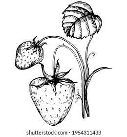 Berries by hand drawing. Strawberry logo or tattoo highly detailed in line art style concept. Black and white clip art isolated. Antique vintage engraving illustration for emblem. Herbal medicine.