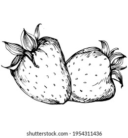 Berries by hand drawing. Strawberry logo or tattoo highly detailed in line art style concept. Black and white clip art isolated. Antique vintage engraving illustration for emblem. Herbal medicine.