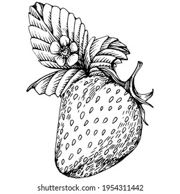 Berries by hand drawing. Strawberry logo or tattoo highly detailed in line art style concept. Black and white clip art isolated. Antique vintage engraving illustration for emblem. Herbal medicine.