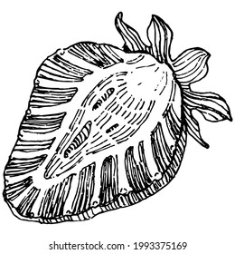 Beeren mit Handzeichnung. Erdbeeren Logo oder Tattoo sehr detailliert in Linie Art Stil Konzept. Schwarz-Weiß-Clipkunst einzeln. Antike Vintage Graviergrafik für Emblem. Kräutermedizin.