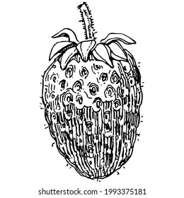 Berries dibujando a mano. Logo o tatuaje de fresa altamente detallado en el concepto de estilo de arte en línea. Arte clip en blanco y negro aislado. Ilustración antigua de grabado vintage para emblema. Medicina herbal.