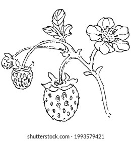 Berries by hand drawing. Strawberry logo or tattoo highly detailed in line art style concept. Black and white clip art isolated. Antique vintage engraving illustration for emblem. Herbal medicine.