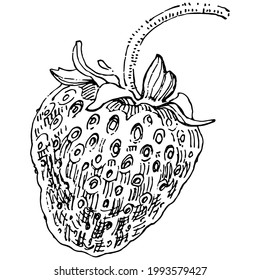 Berries by hand drawing. Strawberry logo or tattoo highly detailed in line art style concept. Black and white clip art isolated. Antique vintage engraving illustration for emblem. Herbal medicine.