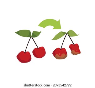 Berries Cherry Or Cherries Turning From Fresh To Spoiled, Flat Vector Illustration Isolated On White Background. Rotten Cherry Fruits Which Expired Product Shelf Life.