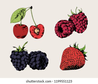 Berries: cherry, raspberry, blackberry, strawberry. Set of vector hand drawn illustrations.