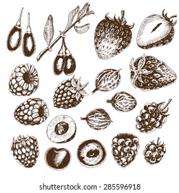 Berries collection. Set of hand drawn graphic illustrations.