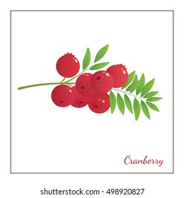 Berries collection. Vector illustration of  red cranberry.