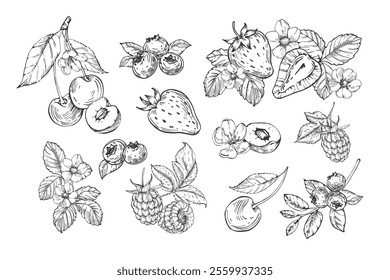 Berries collection of vector illustrations hand drawn in ink. Strawberry, cherry, raspberry and blueberry isolated on white background compositions and objects. Set of elements for label design