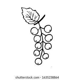 Сartoon berries currant. Vector illustration isolated on white background. Berry icon. Black outline in doodle style. Template design for invitation, poster, card, web. Sweet fruits.