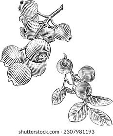 Berries. Drawing of Blue berries, in a detailed pen and ink and engraving style