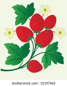 Berries and flowers of strawberry. Vector illustration