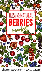 Berries and fresh organic berry fruits sketch poster of farm strawberry, raspberry and grape. Vector cherry, blueberry or blackberry and gooseberry, red currant and blackcurrant harvest