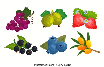 Ilustración vectorial de bayas y frutas aislada en fondo blanco. Cosecha estacional de verano. Uvas, gallinas, fresas, grosellas, grosellas, arándanos, espinos marinos con hojas.