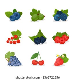 Berries and fruit vector illustrations set. Strawberry, blueberry, cherry, grape, gooseberry, black and red currant, blackberry and raspberry with leaves. Summer seasonal harvest.
